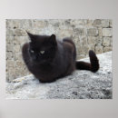 Recherche de cat posters Feline