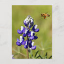 Suche nach lupinen postkarten Lila