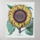 Suche nach vintage sonnenblume poster Blüte