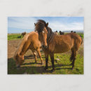Recherche de poneys cartes postales Poney islandais