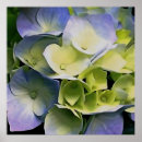 Recherche de hortensia bleu art Floral