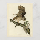 Suche nach john james audubon postkarten Vogelvogel