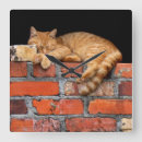 Suche nach sleeping kitten poster Animal