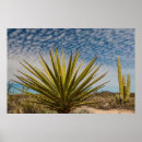 Suche nach yucca poster Wüste