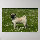 Recherche de cotelette posters Debout