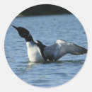 Recherche de loon autocollants Nature