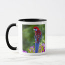 Suche nach rosella Vögel