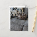 Suche nach graue katzen postkarten Kätzchen