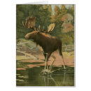 Recherche de orignal cartes postales Vie sauvage