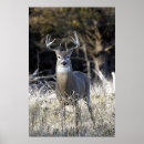 Recherche de cerfs communs de queue art Faune