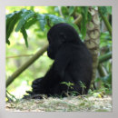 Suche nach baby gorilla poster Gorillas