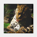 Recherche de chat sauvage magnets Jungle