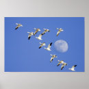 Suche nach migration poster Himmel