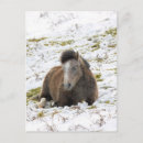 Recherche de chevaux neige cartes postales Nature