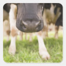 Recherche de rural autocollants Agriculture