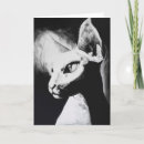 Recherche de sphynx chat vœux cartes Nature