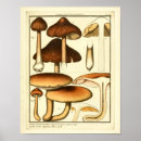 Recherche de champignon vintage art Français