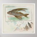 Suche nach fliegender fisch poster Barbados