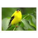 Recherche de papillon jaune posters Feuillage