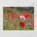 Recherche de coquelicots cartes postales Plantes