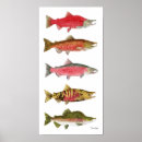 Suche nach coho poster Sockeye