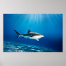 Suche nach tiefes blau poster Natur