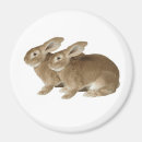 Recherche de rabbit magnets Enfants