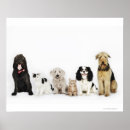 Suche nach cat dog poster Animal
