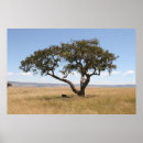 Suche nach akazienbaum poster Masai mara