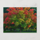 Suche nach herbstbäume postkarten Rot