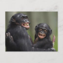 Recherche de congo posters Bonobo