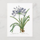 Recherche de agapanthus cartes postales Botanique