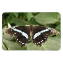 Recherche de papillon blanc magnets Beau