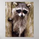 Recherche de raton laveur posters Raccoon