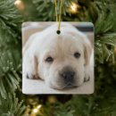 Recherche de labrador retriever ornements Mignonette