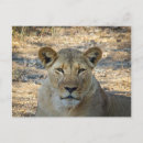 Suche nach afrikanische löwen postkarten Afrikanischer löwe