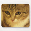 Recherche de minou tapis souris Animal