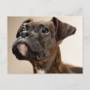 Recherche de chiot cartes postales Boxer