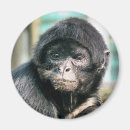 Suche nach wilder affe magnete Tiere