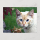 Recherche de visage de chat cartes postales Chaton