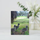 Recherche de poussins cartes postales Oiseaux
