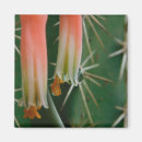 Suche nach aloe magnete Kakteen