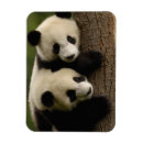 Suche nach shaanxi magnete Fauna