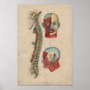 Suche nach rückenmark poster Anatomie