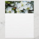 Suche nach kirschblüte flyer Blume