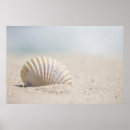 Recherche de mollusque posters Coquillage