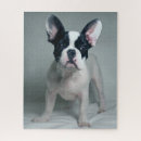 Suche nach french bulldog puzzle Hund