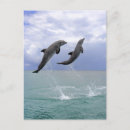 Suche nach delfin postkarten Tier