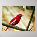 Recherche de oiseaux tropicaux posters Rouge