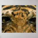 Suche nach tigeraugen poster Afrika